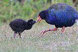 South Island Takahe